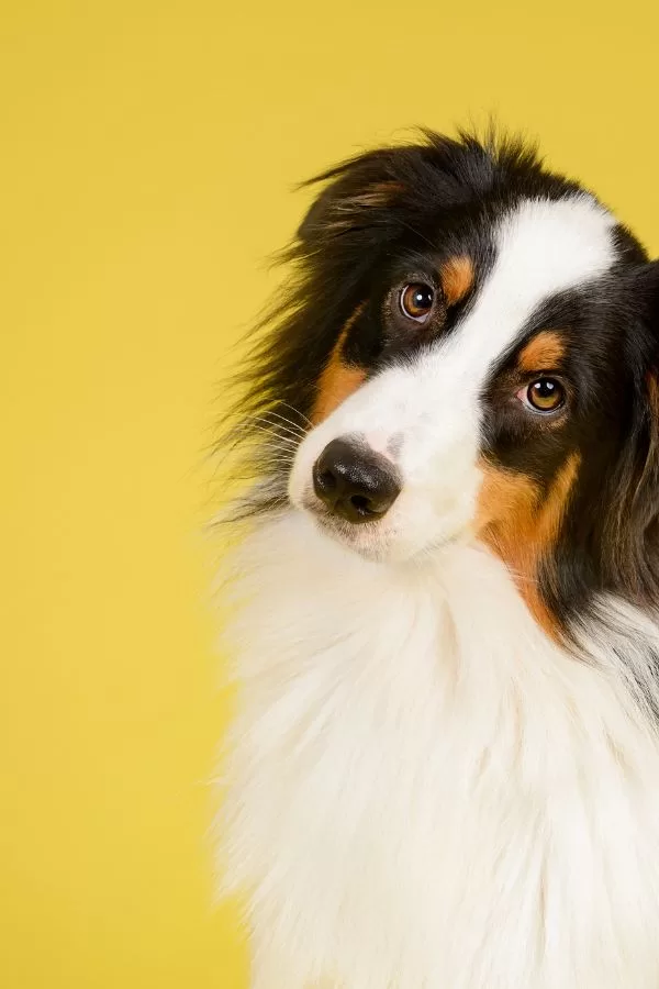 Animais de Estimação Amor, cuidados, tecnologia e... peludos